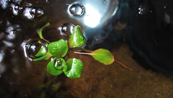 Floating Plant
