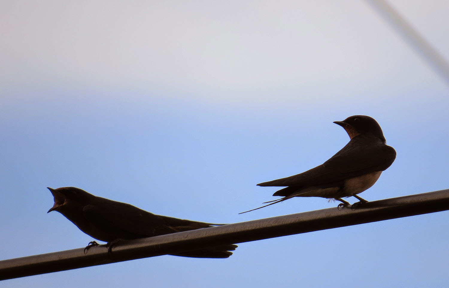 barn swallow