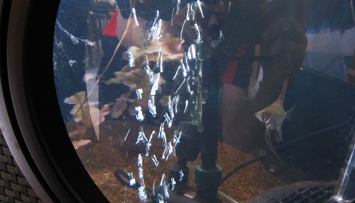 Angelfish