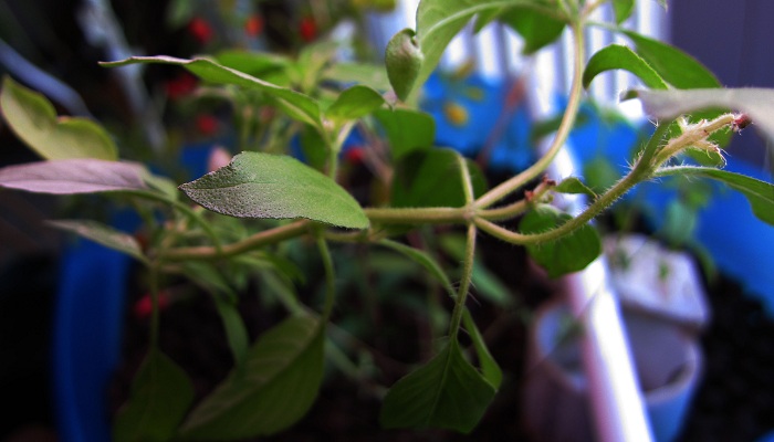Basil