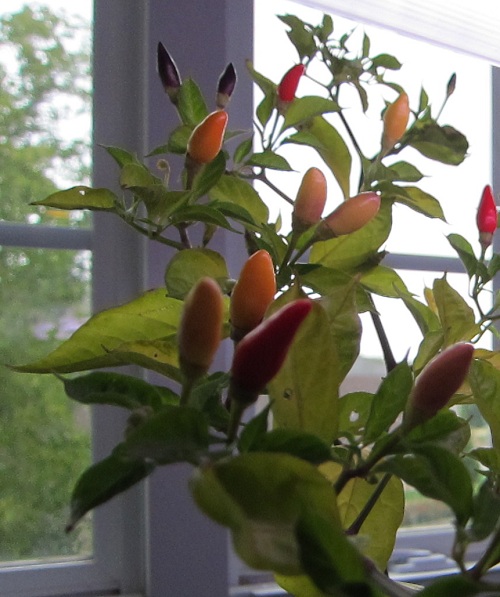 Thai Peppers