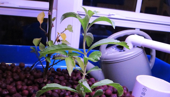 Stevia
